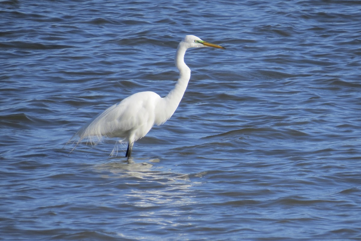 Great Egret - ML574016691