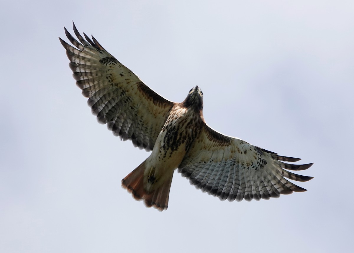 Red-tailed Hawk - ML574016711