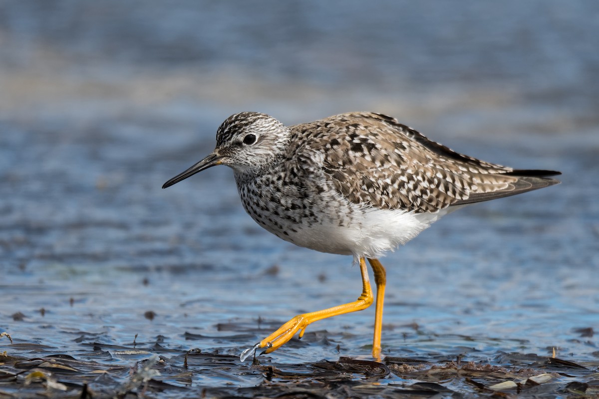 Lesser Yellowlegs - ML574017221