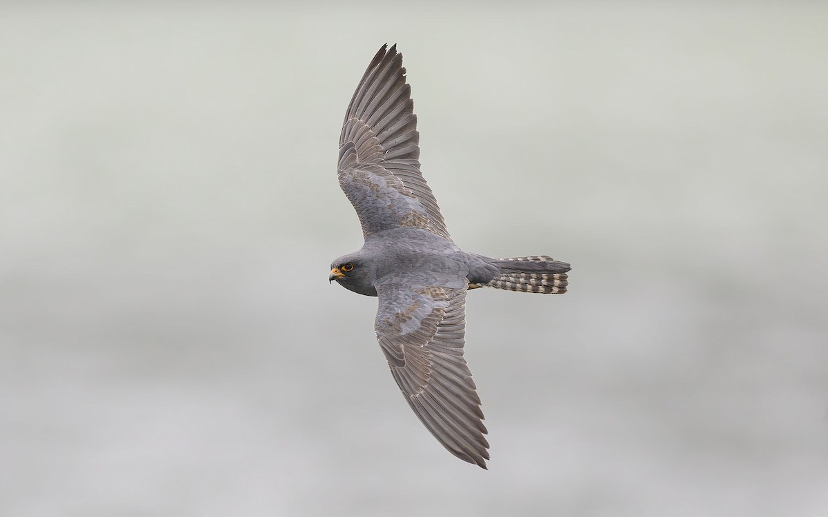 Red-footed Falcon - ML574017271