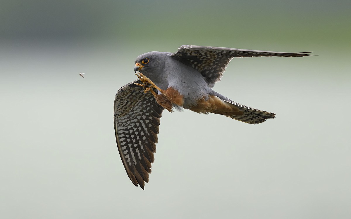 Red-footed Falcon - ML574017281