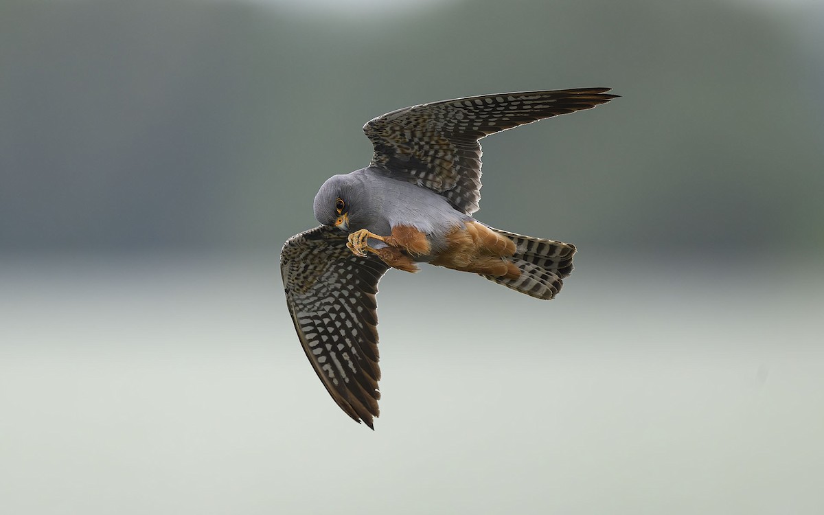 Red-footed Falcon - ML574017291