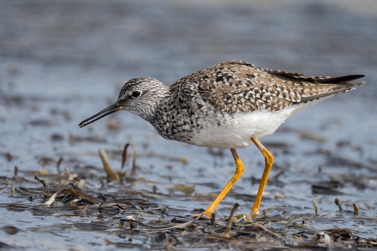 Lesser Yellowlegs - Christian Briand