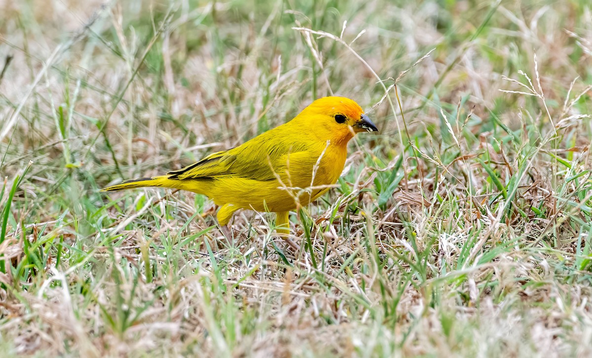 Saffron Finch - Mel Senac