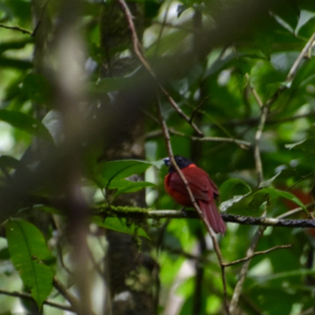 Red-and-black Grosbeak - ML574018031