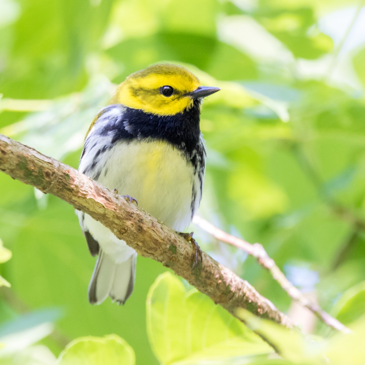 Black-throated Green Warbler - Brad Imhoff