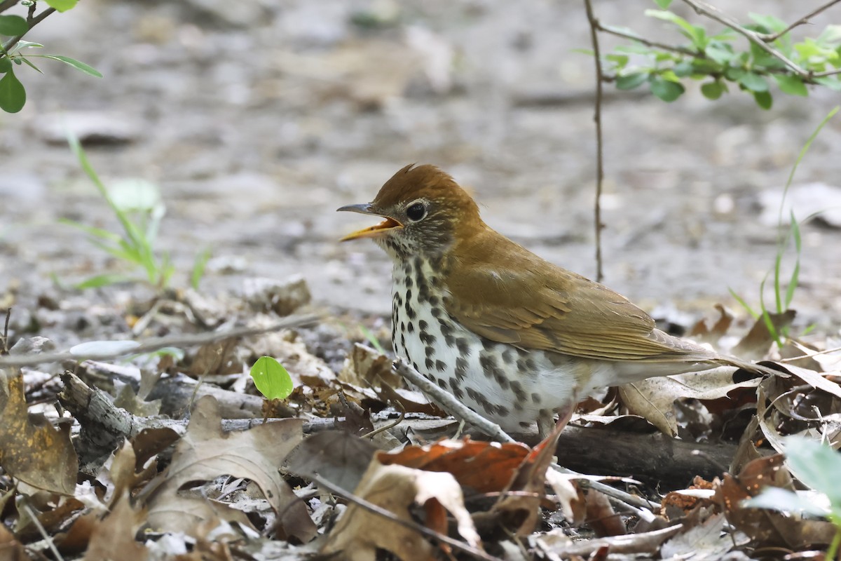 Wood Thrush - Mary Thurmond