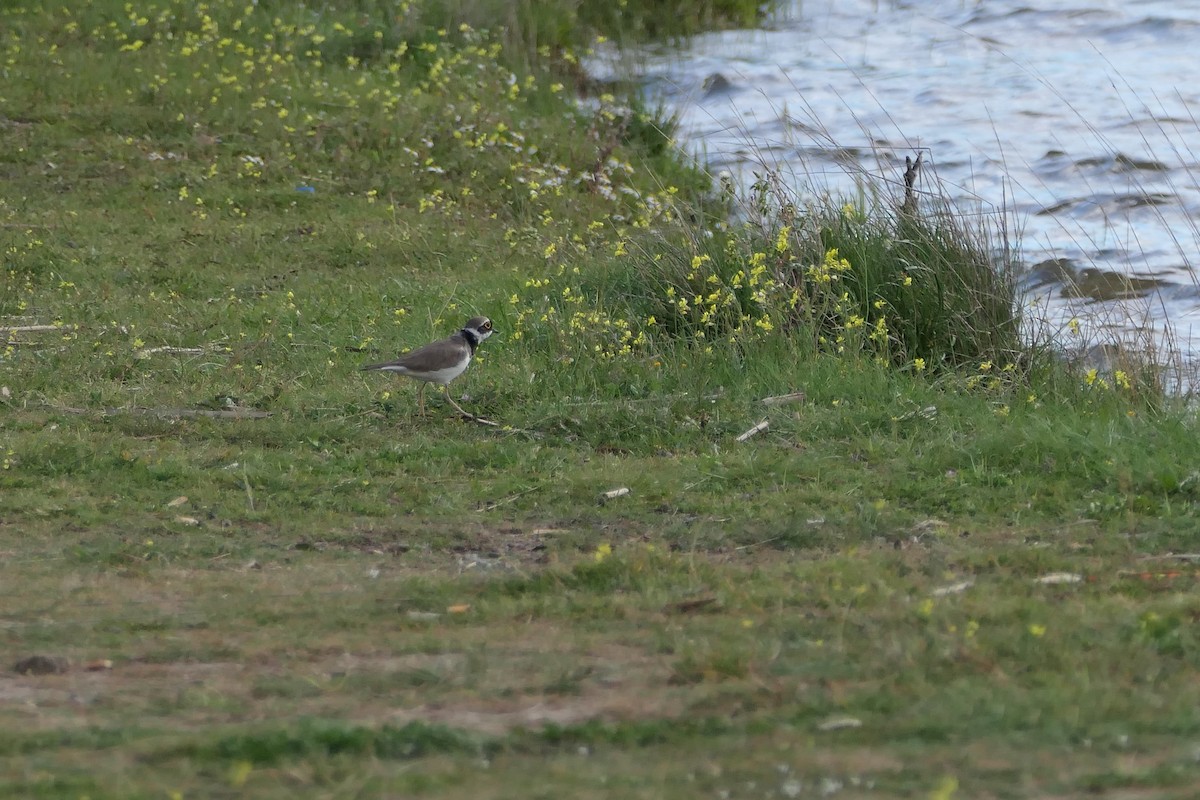 Little Ringed Plover - ML574019511