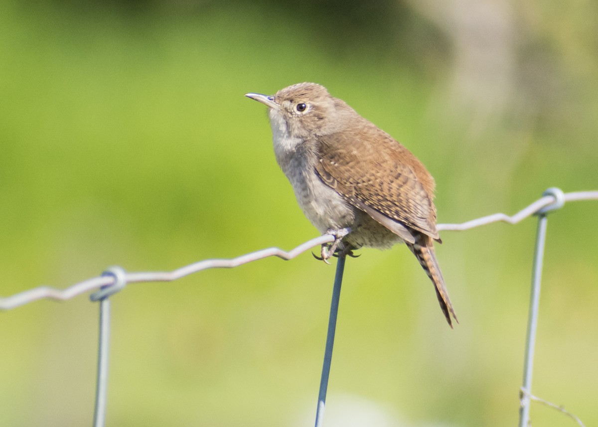 House Wren - Camryn Prikker