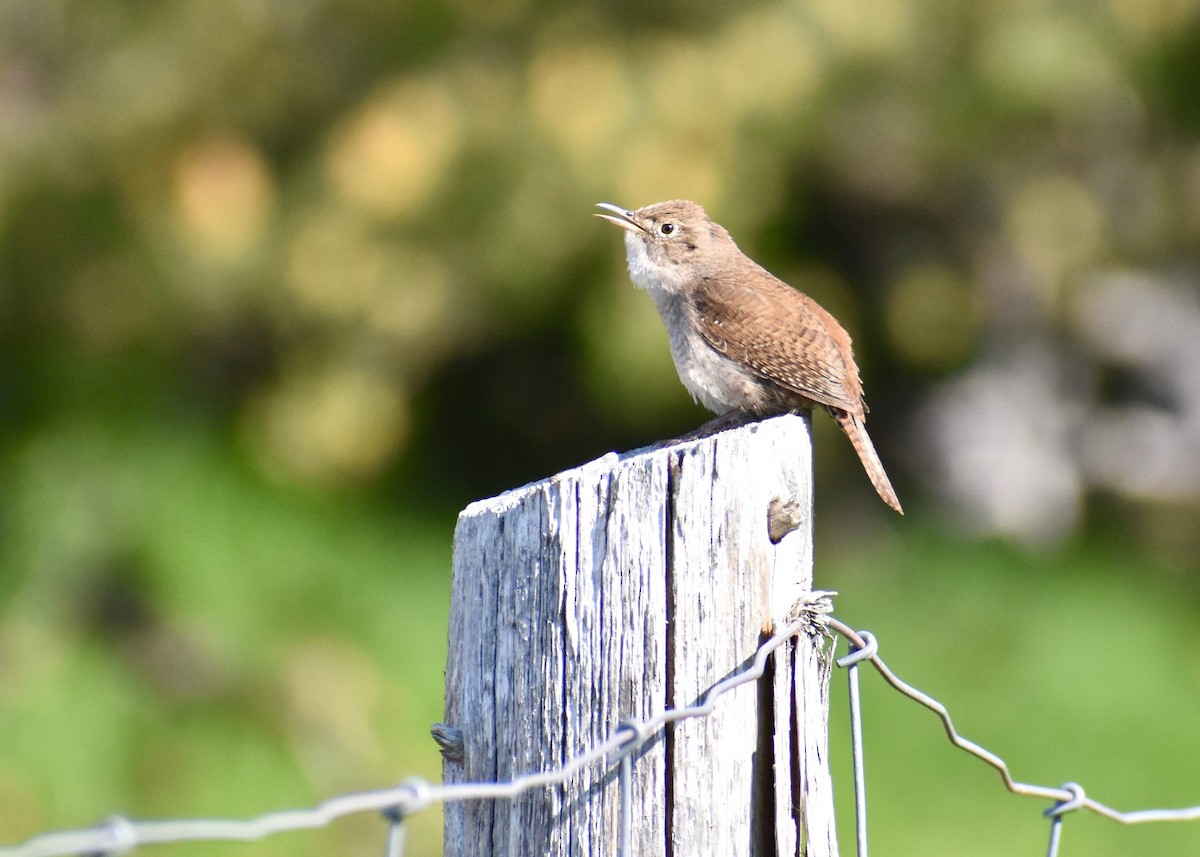 House Wren - ML574019721