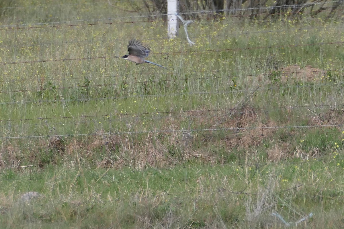 Iberian Magpie - ML574019961