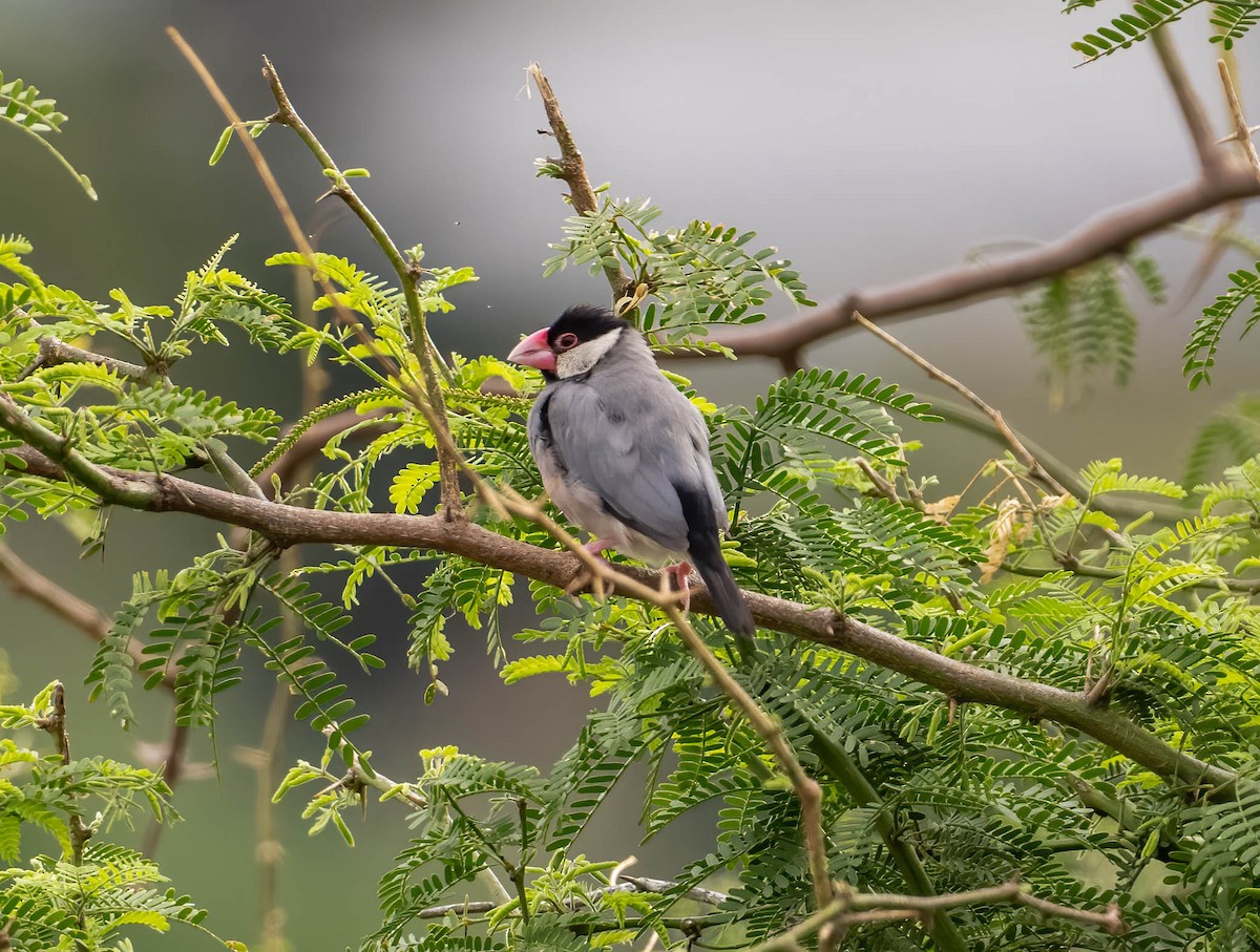 Java Sparrow - Mel Senac