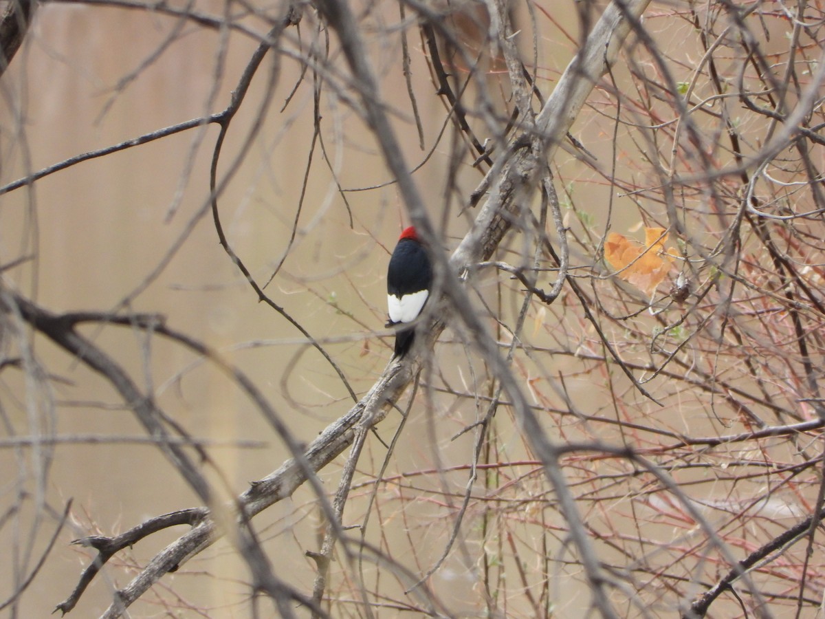 Red-headed Woodpecker - ML574021621