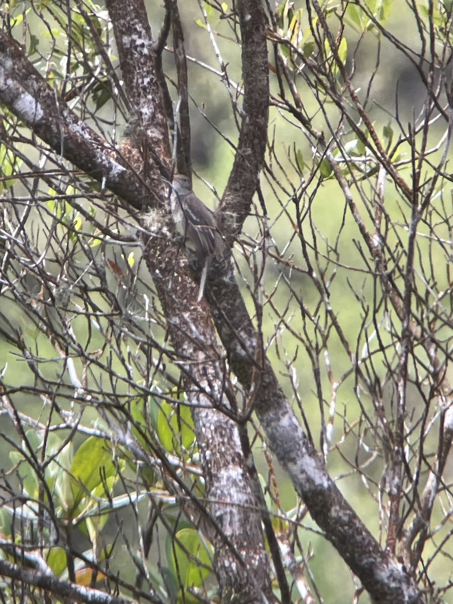 Lesser Elaenia - ML574021741