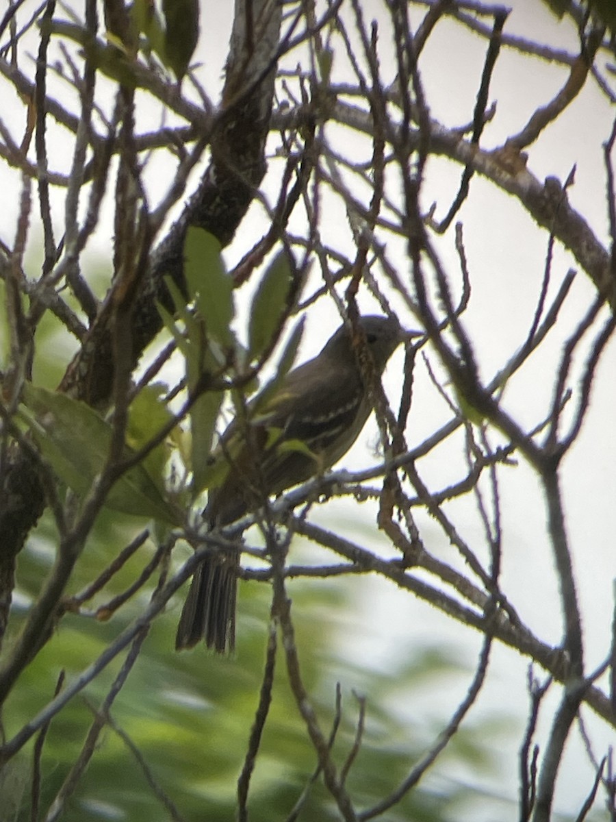 Lesser Elaenia - ML574021751