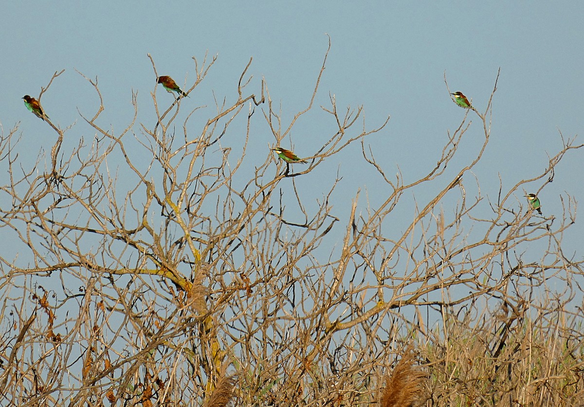 European Bee-eater - ML574021871