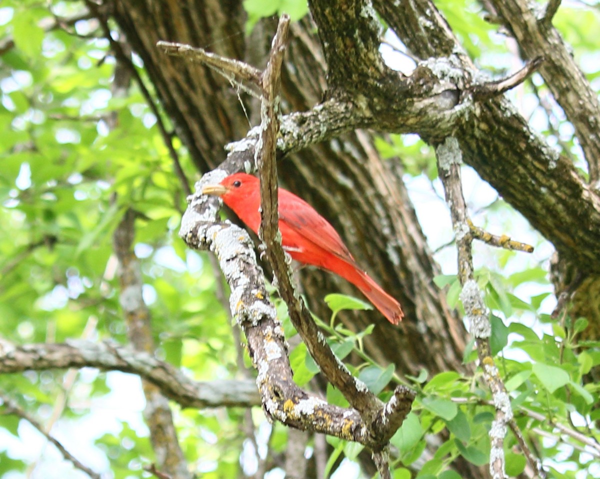Summer Tanager - Brian Voorhees