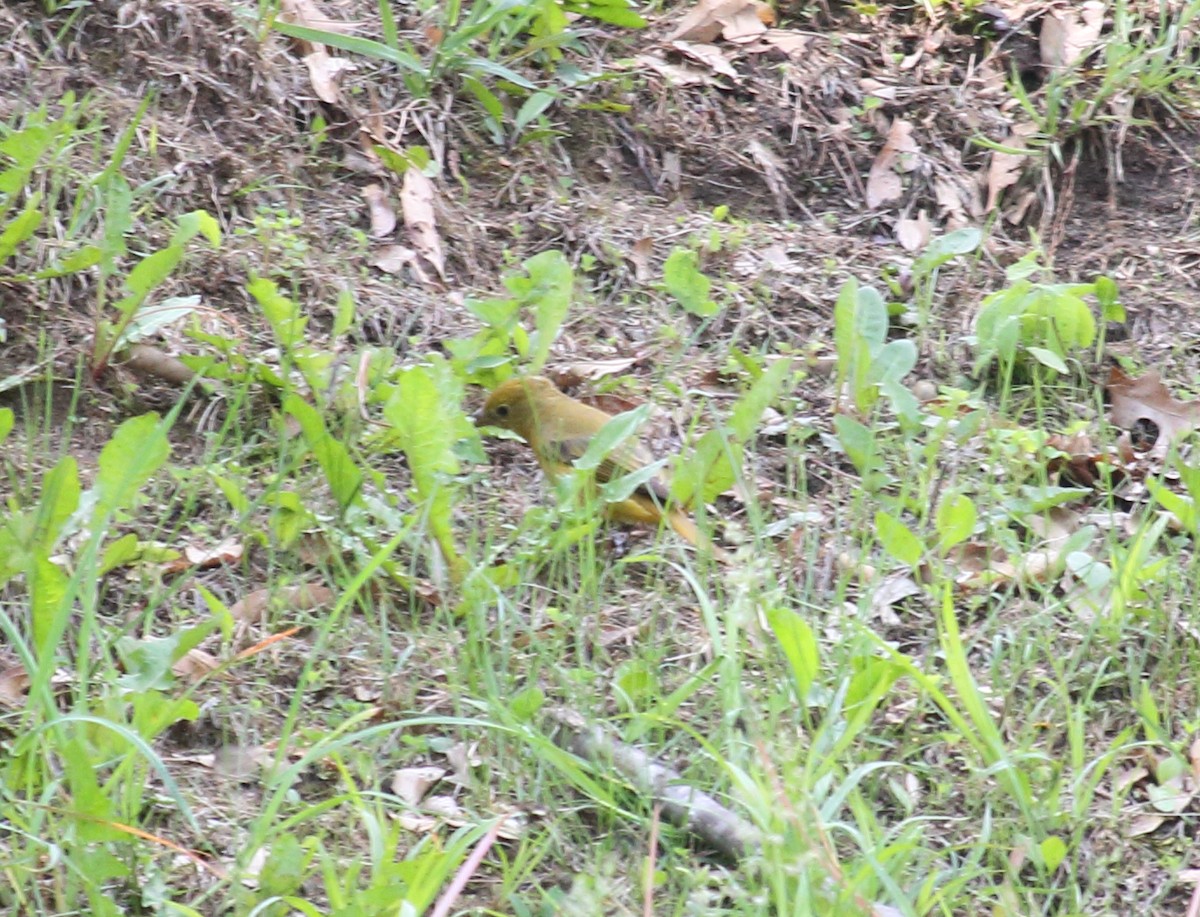 Summer Tanager - Brian Voorhees