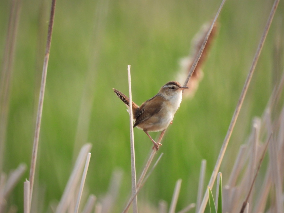Marsh Wren - ML574022741