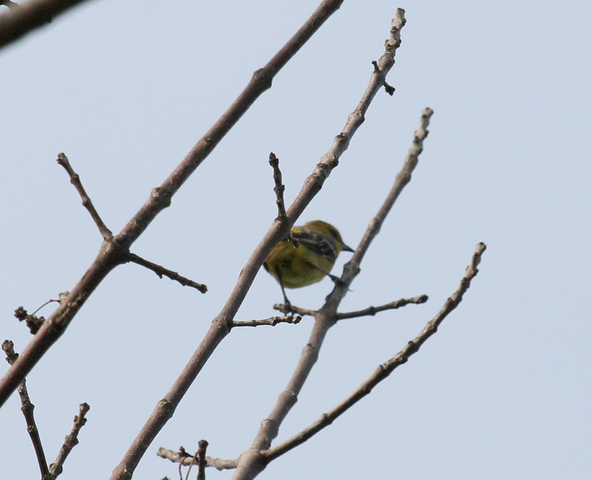 Orchard Oriole - ML574022781