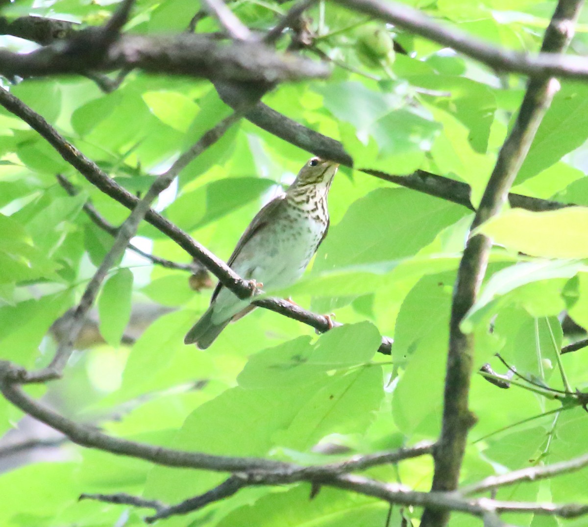 Swainson's Thrush - ML574022941