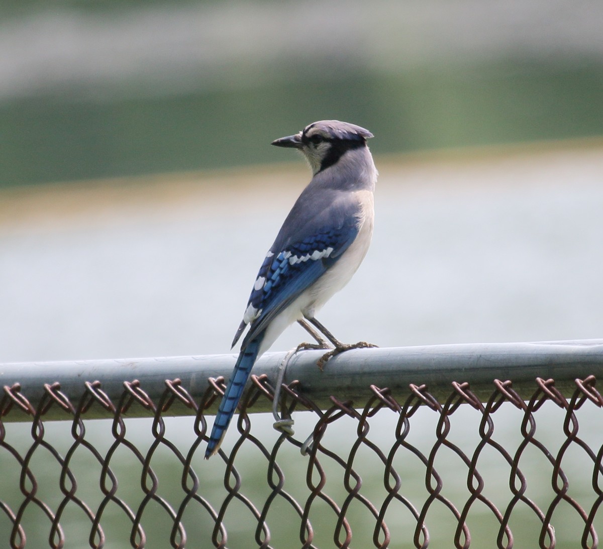 Blue Jay - Brian Voorhees