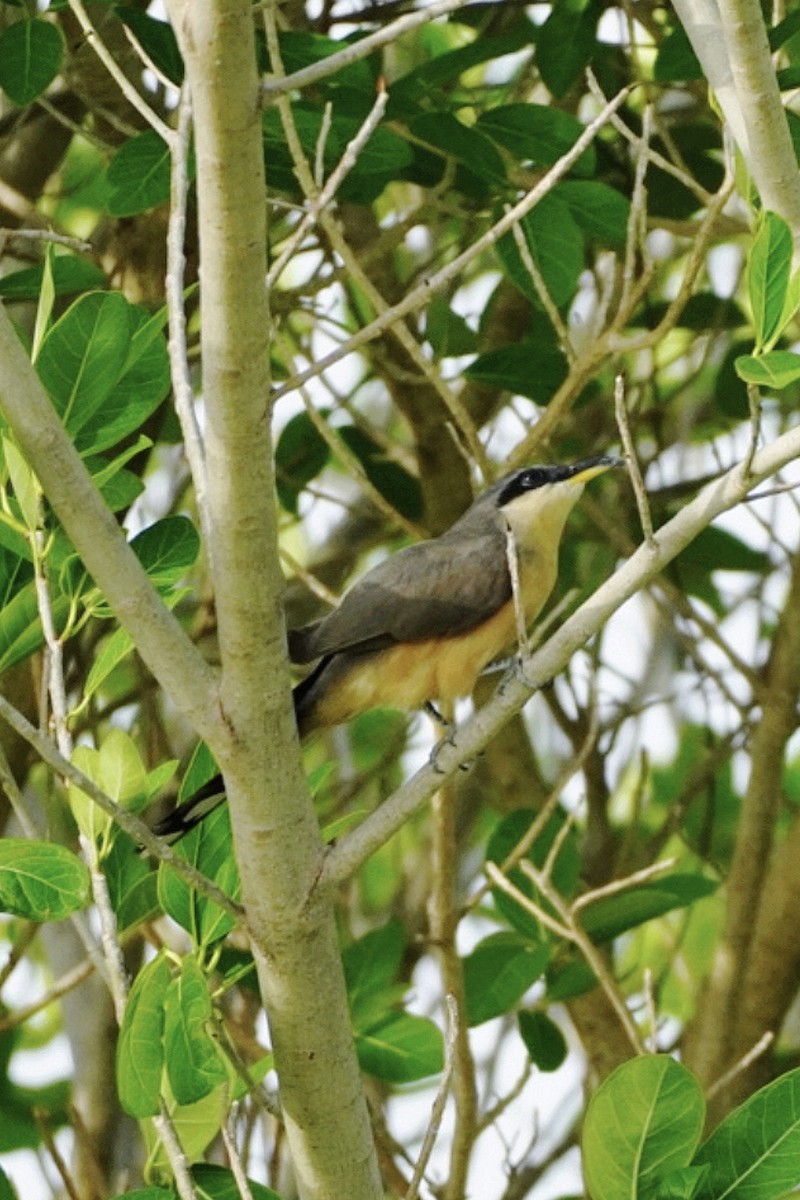 Mangrove Cuckoo - ML574023171