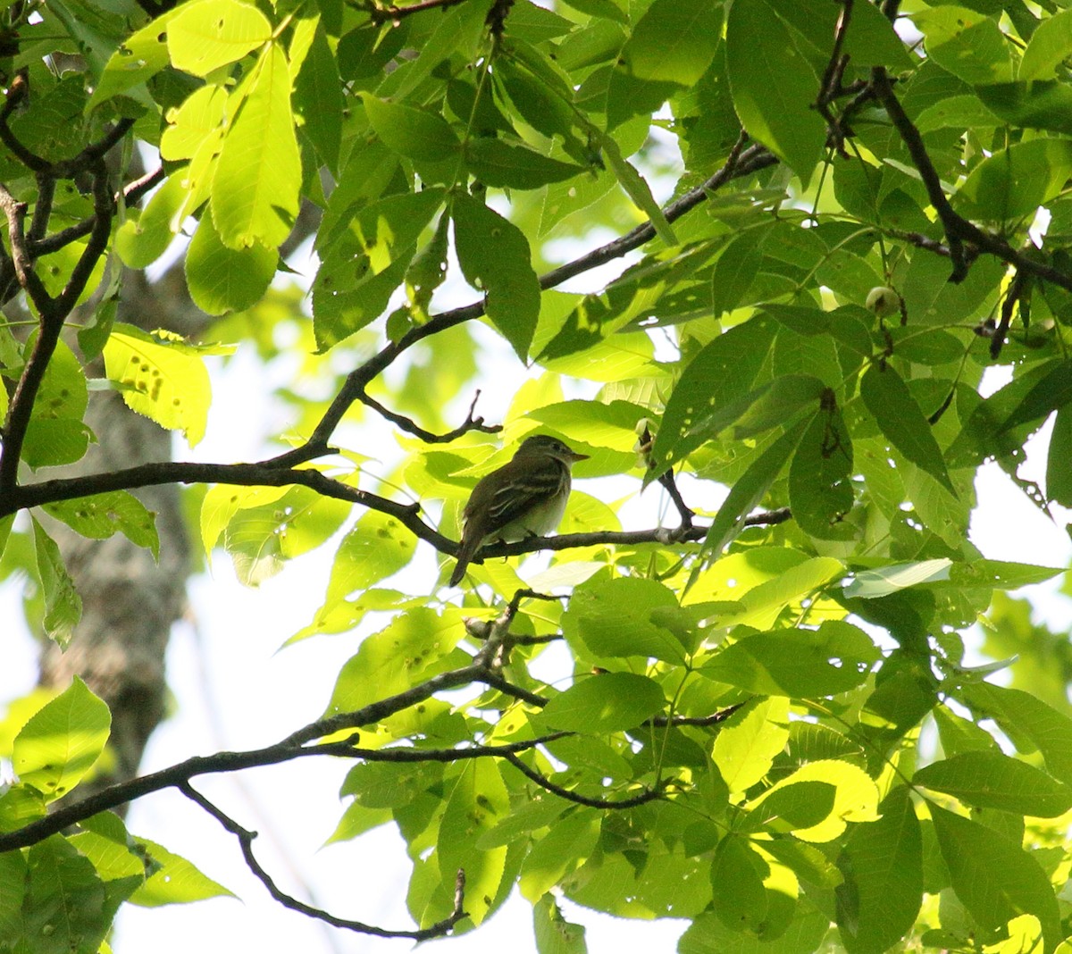 Alder Flycatcher - ML574023221