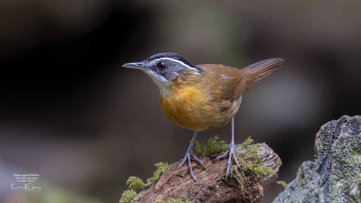 Bornean Black-capped Babbler - Kenneth Cheong