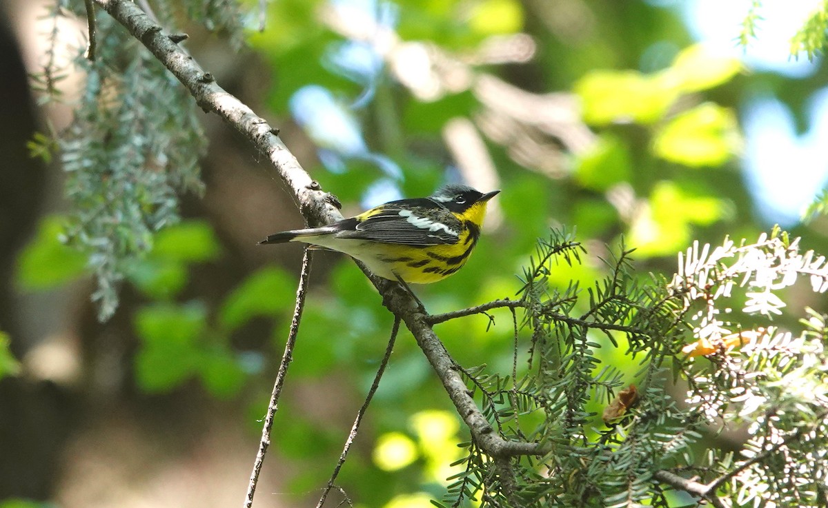 Magnolia Warbler - ML574024831