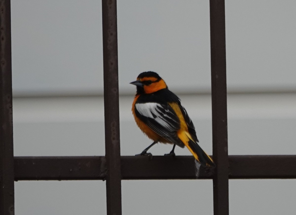 Bullock's Oriole - ML574024951