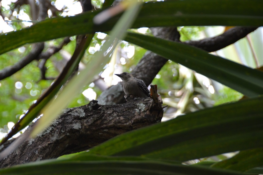Hoffmann's Woodpecker - ML574025931