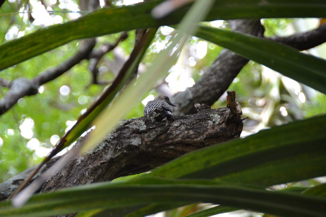 Hoffmann's Woodpecker - ML574025961