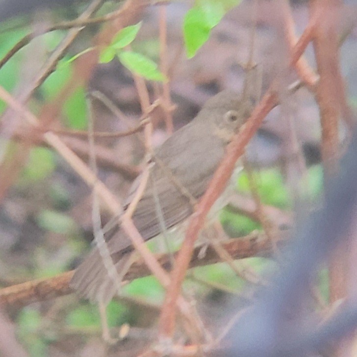 Swainson's Thrush - ML574026991