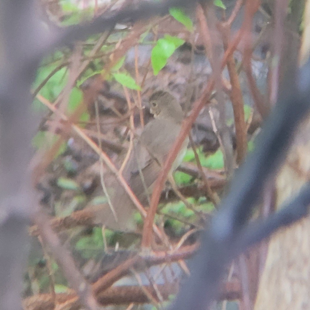 Swainson's Thrush - ML574027051