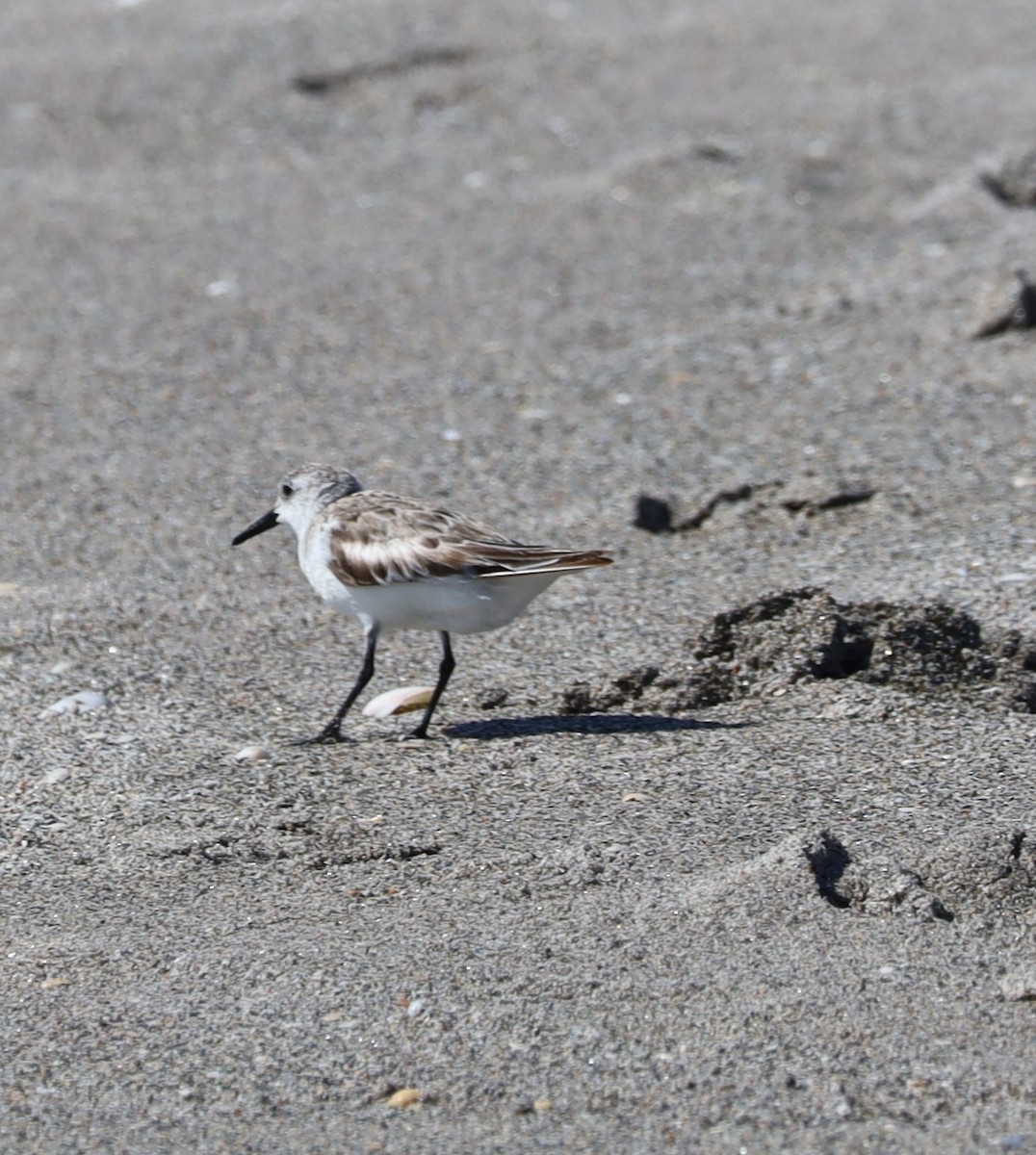 Bécasseau sanderling - ML574027111