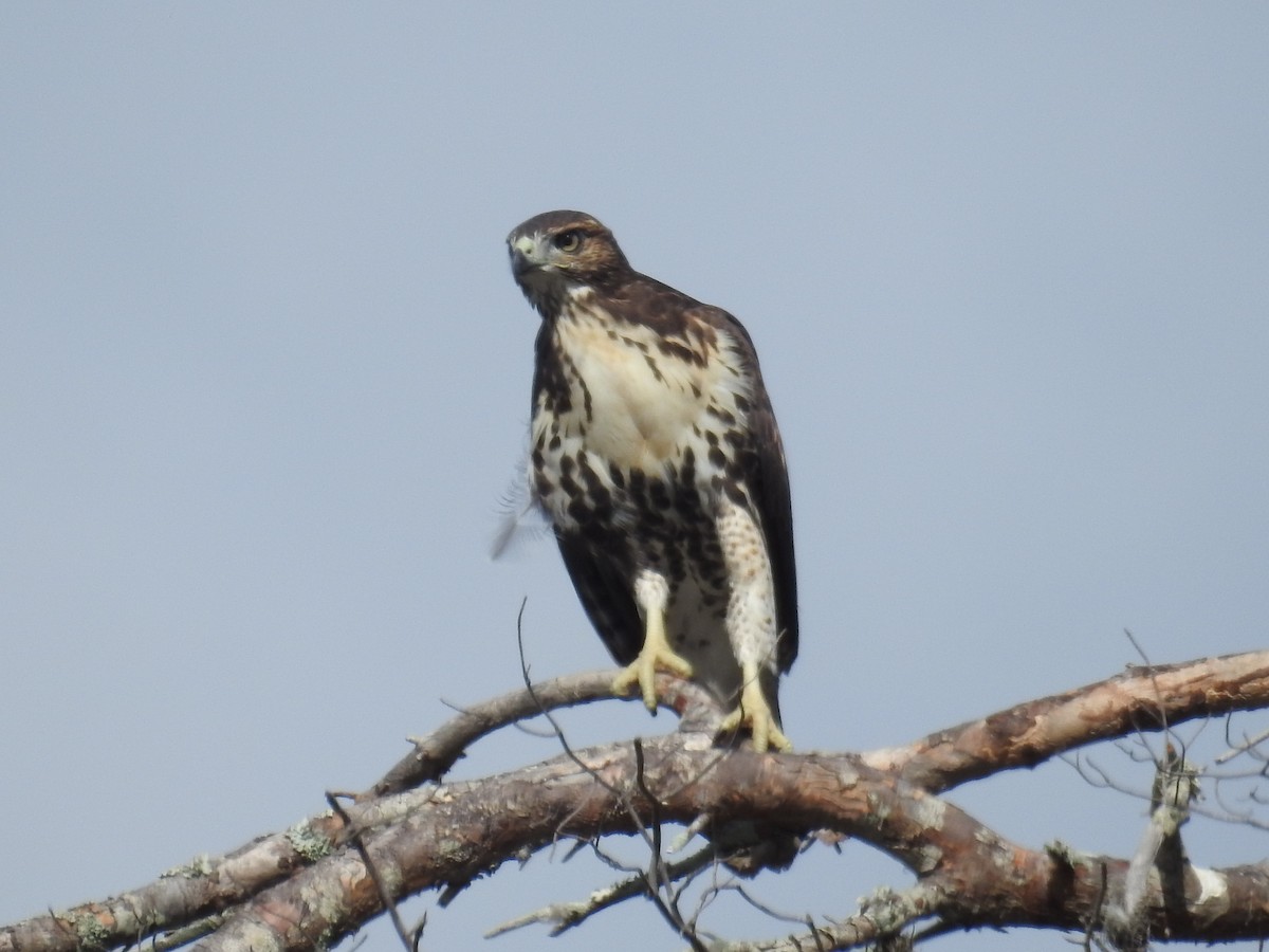 Red-tailed Hawk - ML574028001