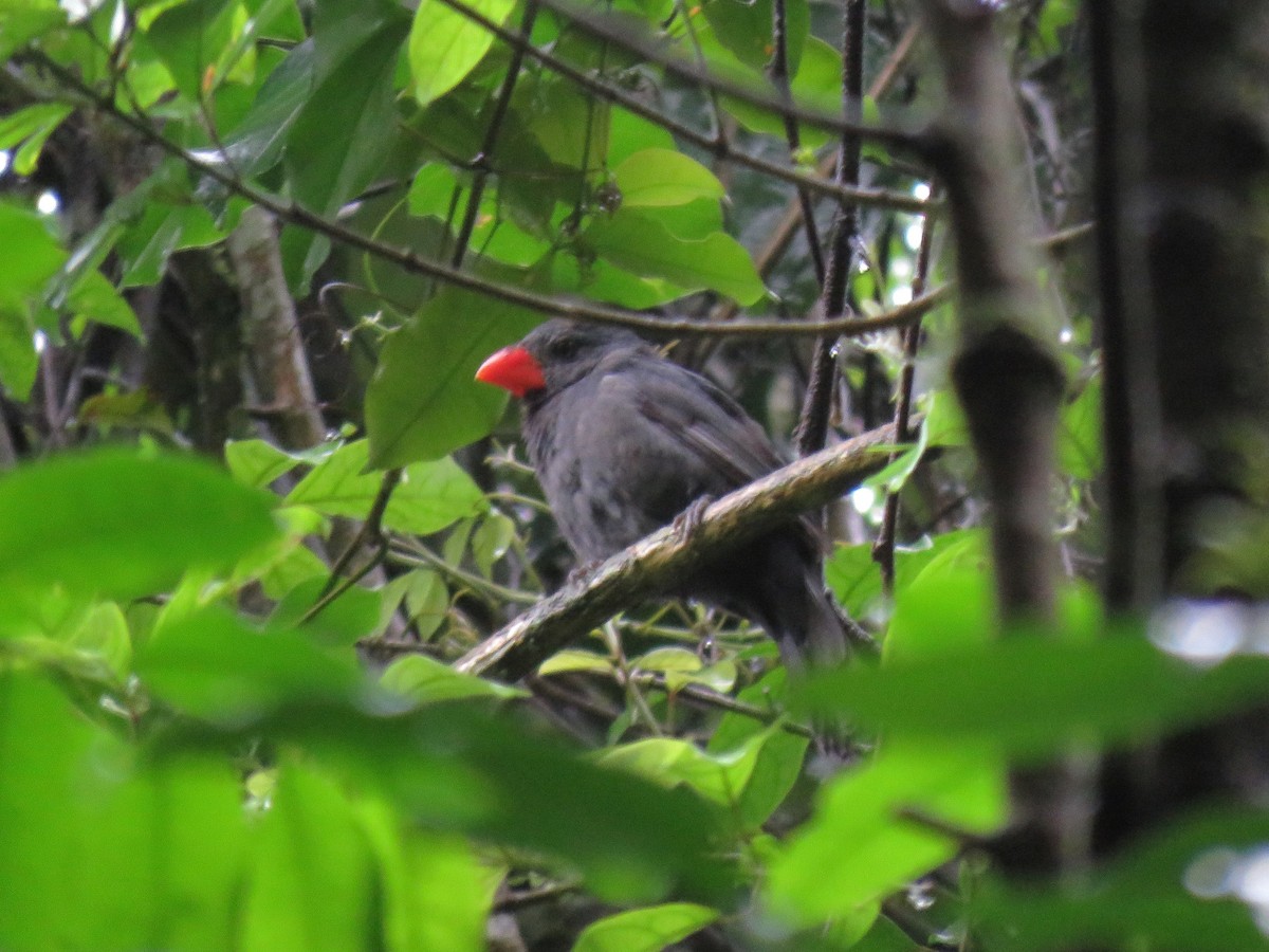 Black-throated Grosbeak - Blaise RAYMOND