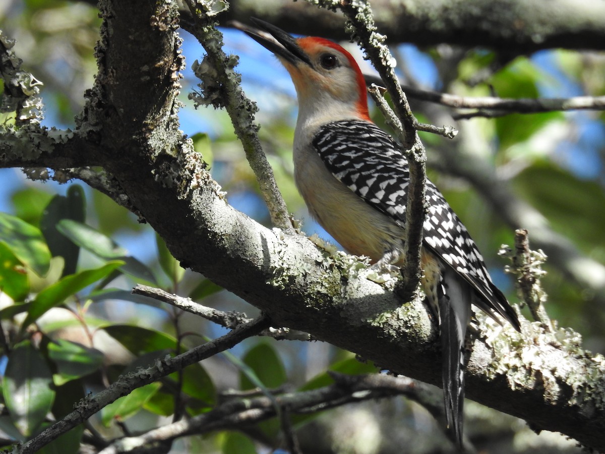 Red-bellied Woodpecker - ML574028131