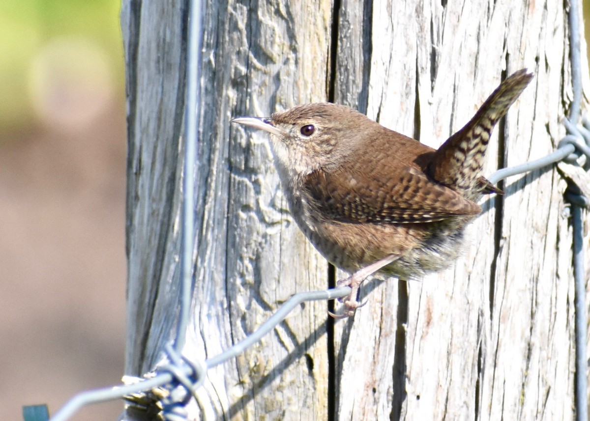 House Wren - ML574028171