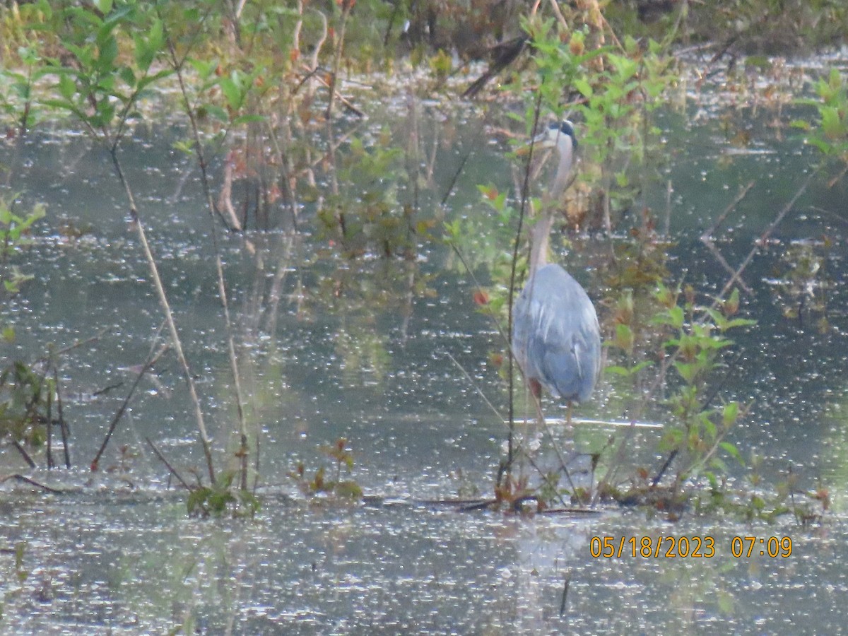 Great Blue Heron - ML574028971