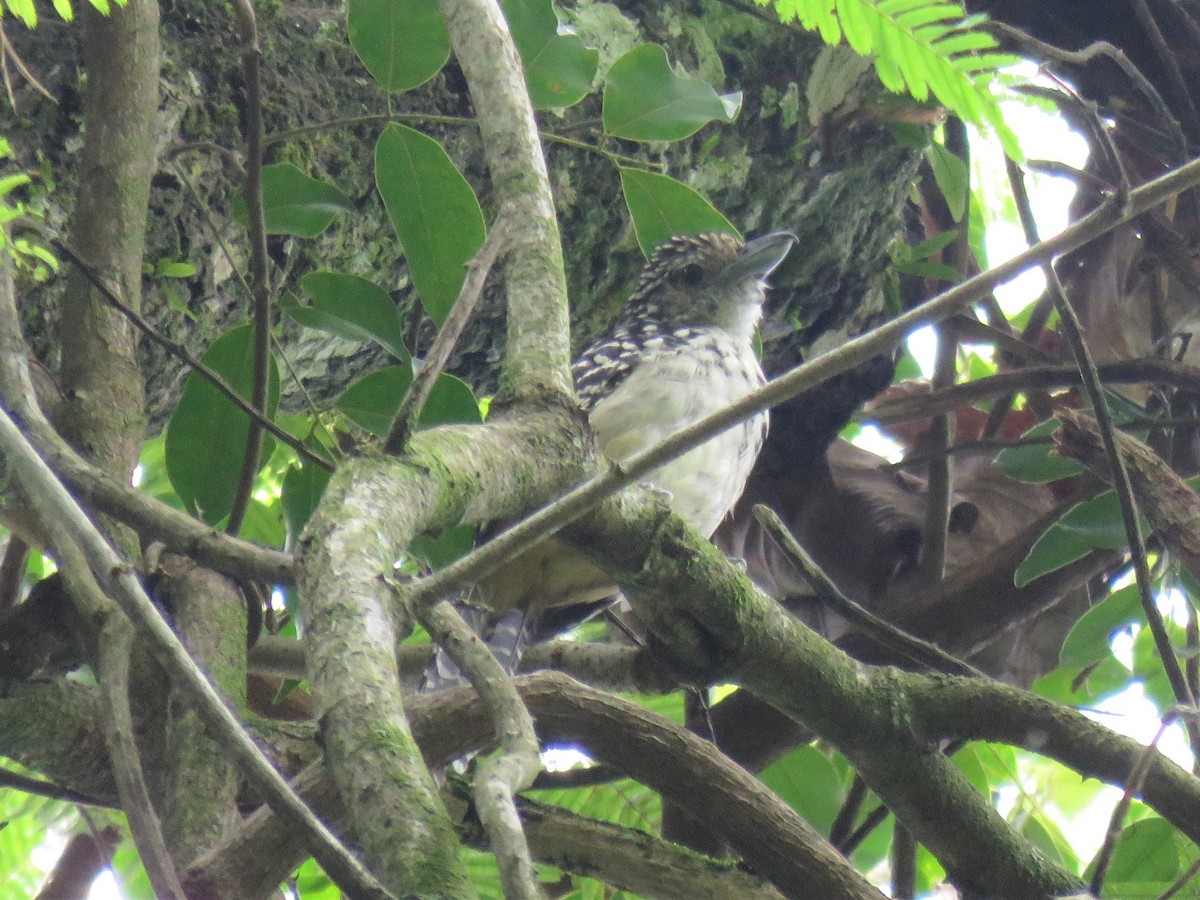 Spot-backed Antshrike - ML574029101