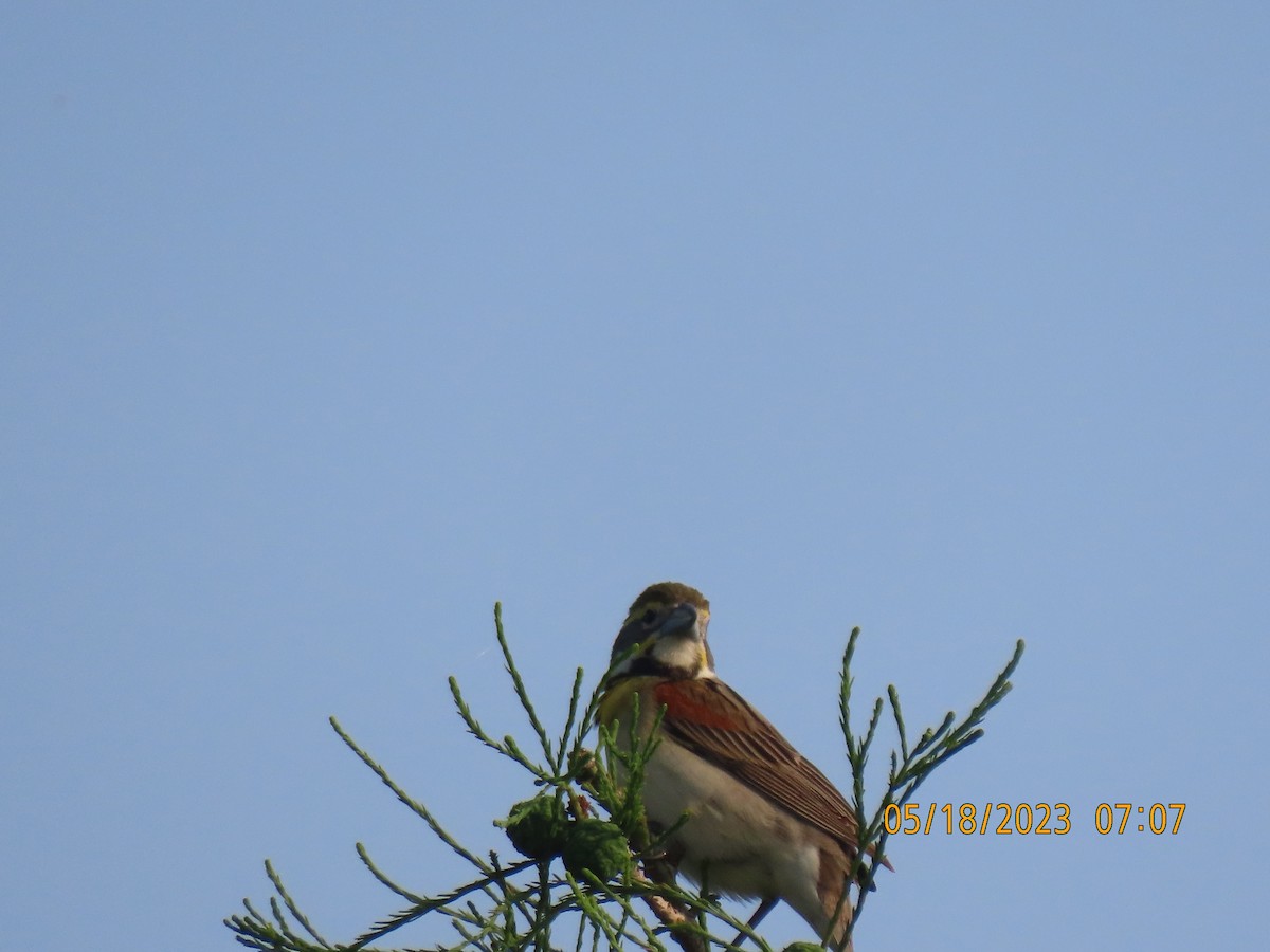 Dickcissel - ML574029971