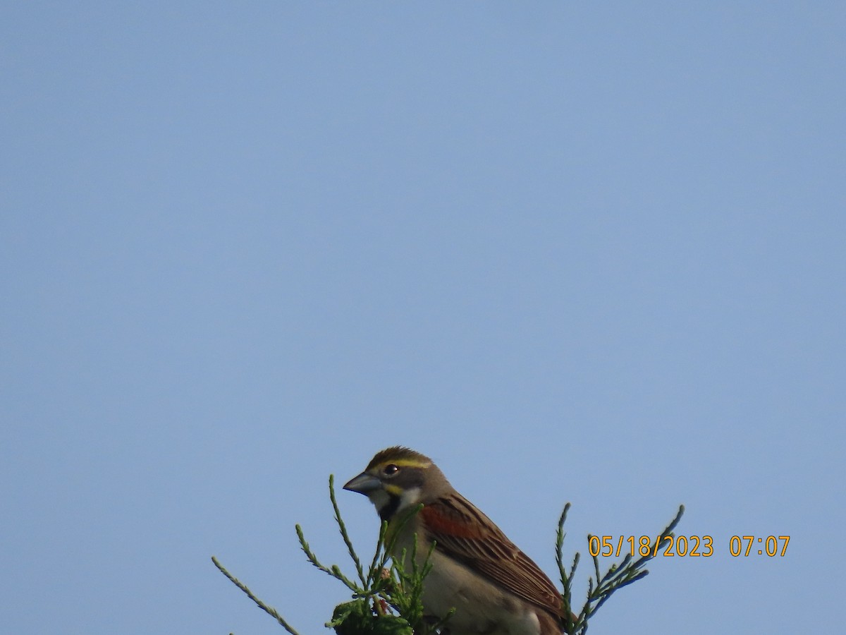 Dickcissel - ML574029981