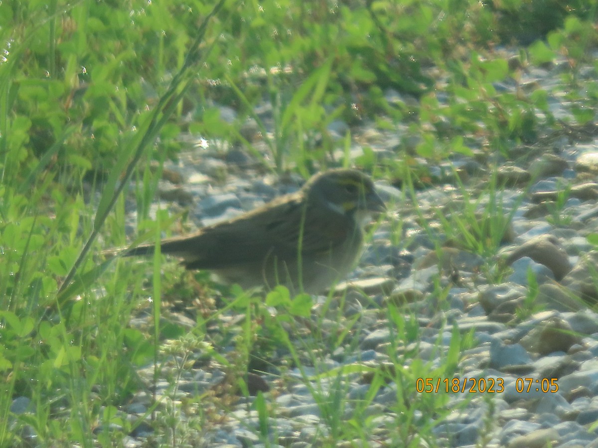 Dickcissel - ML574029991