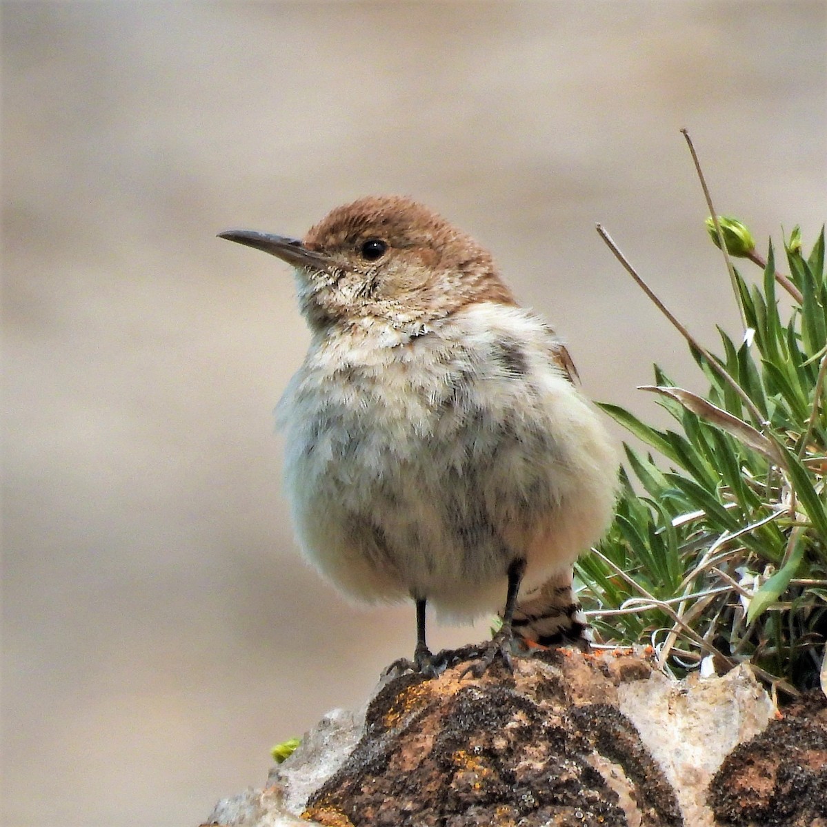 Rock Wren - Sharon Dewart-Hansen