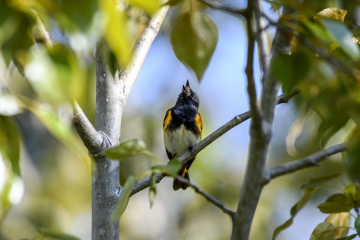 American Redstart - ML574030631