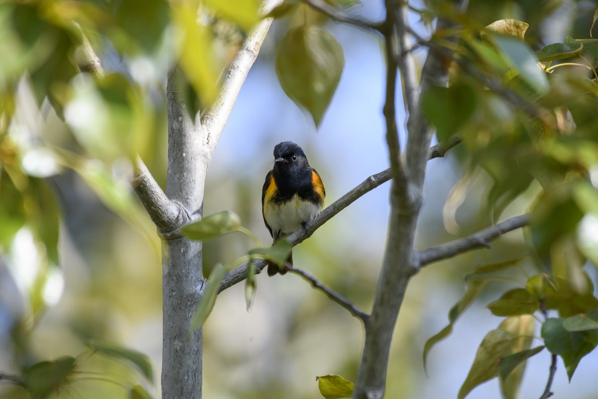 American Redstart - ML574030651