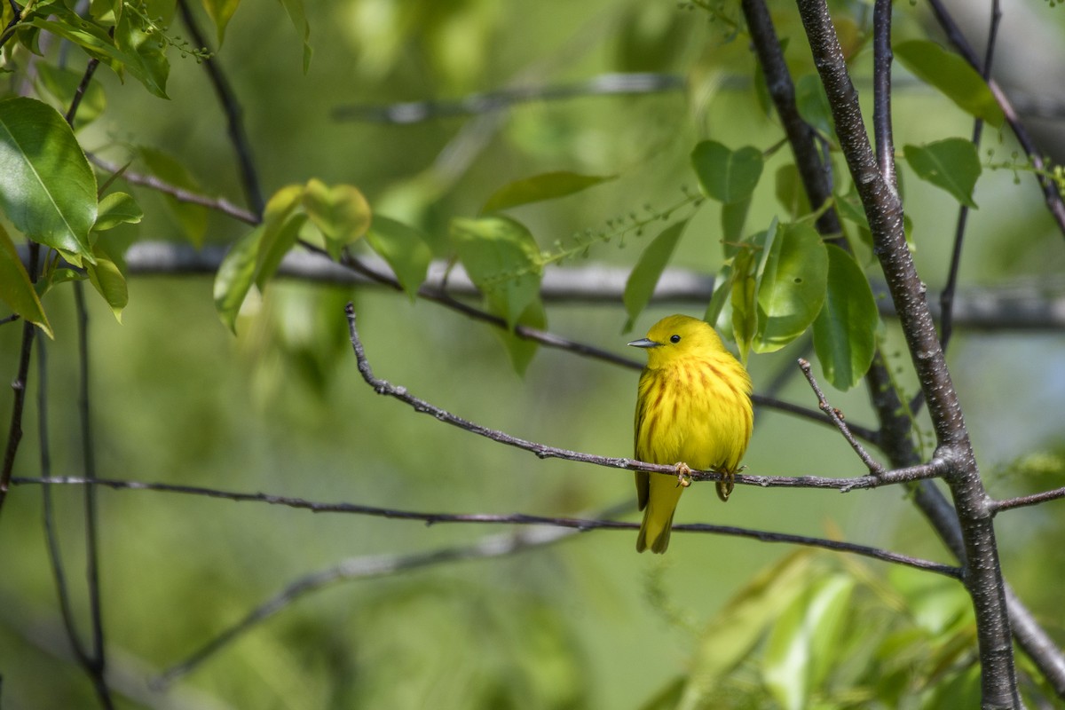 Yellow Warbler - Christine Andrews