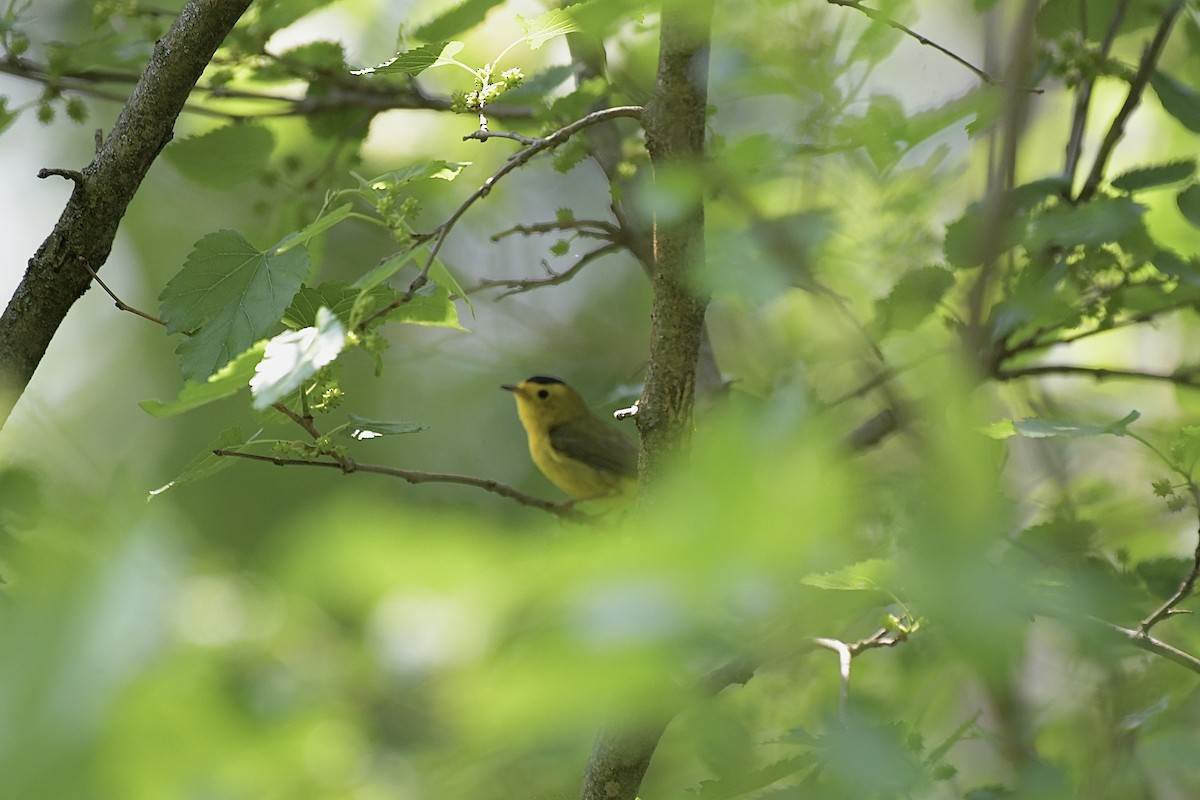 Wilson's Warbler - Lisa Klepacz